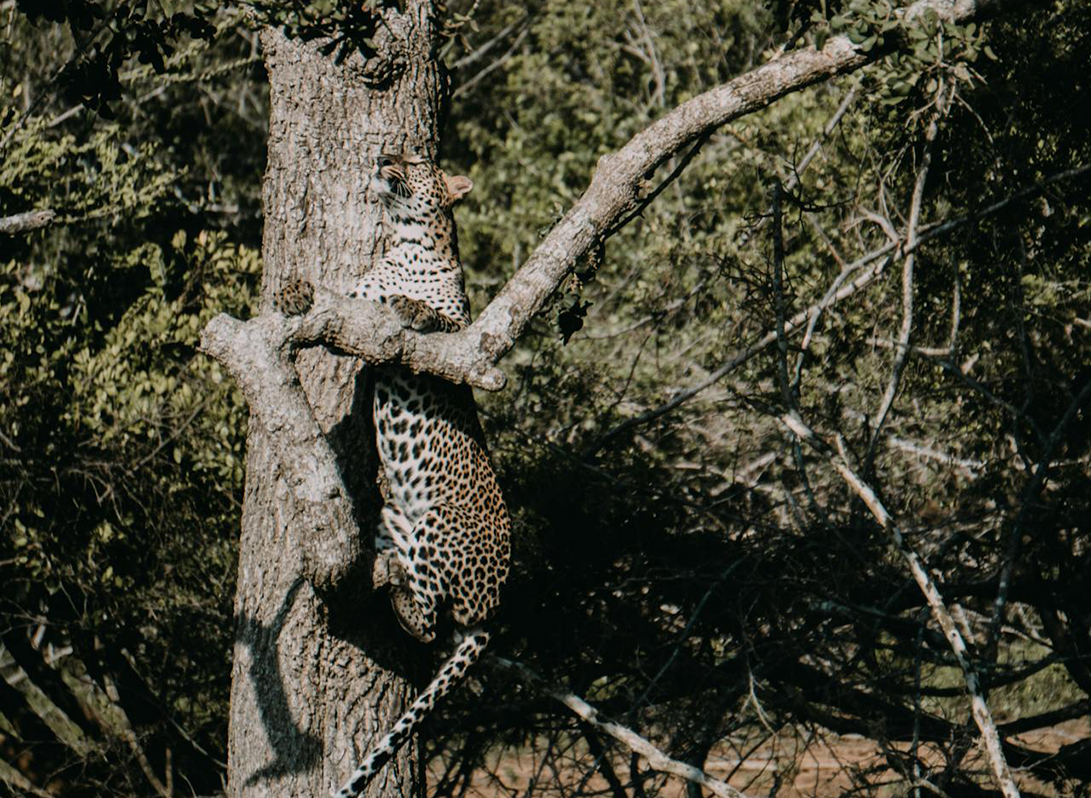 Complete Island Discovery